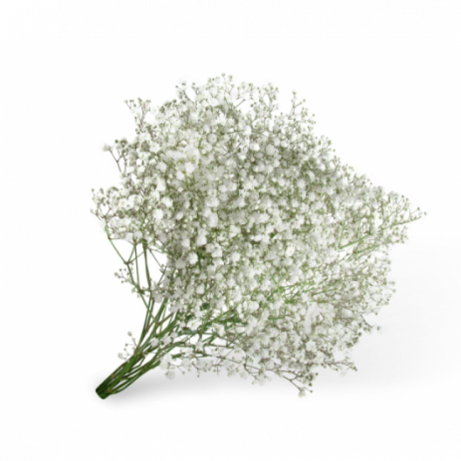 Gypsophila mini (maço)