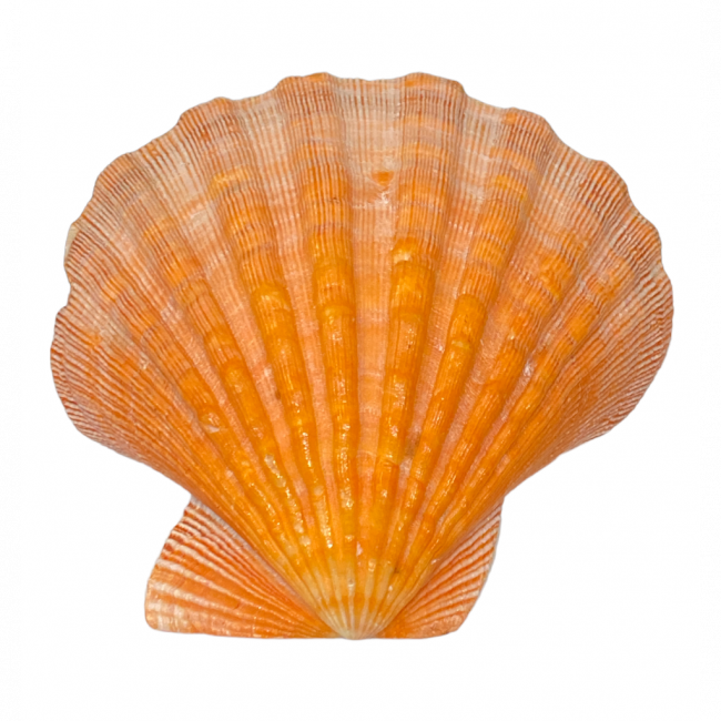 CONCHA SCALLOP - CORAL