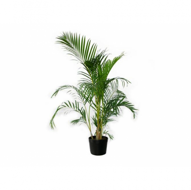 Planta Palmeira Rafia / Areca Natural - Tamanhos variados