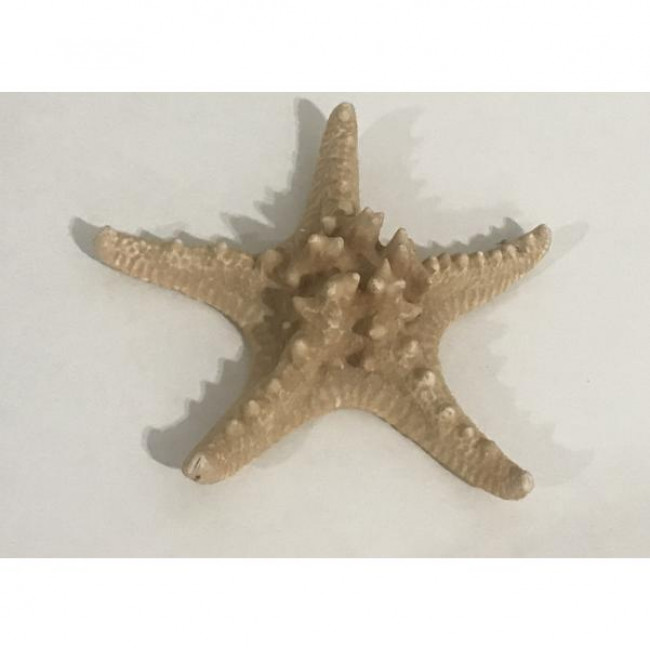 Estrela Fundo Do Mar Louça P (22Cx18A)